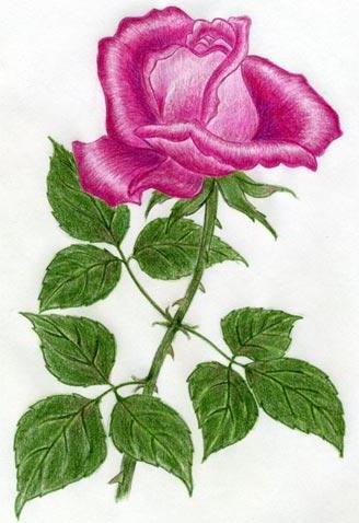 Colour pencil done rose drawing tattoo