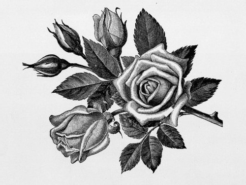 Graphic rose drawing tattoo